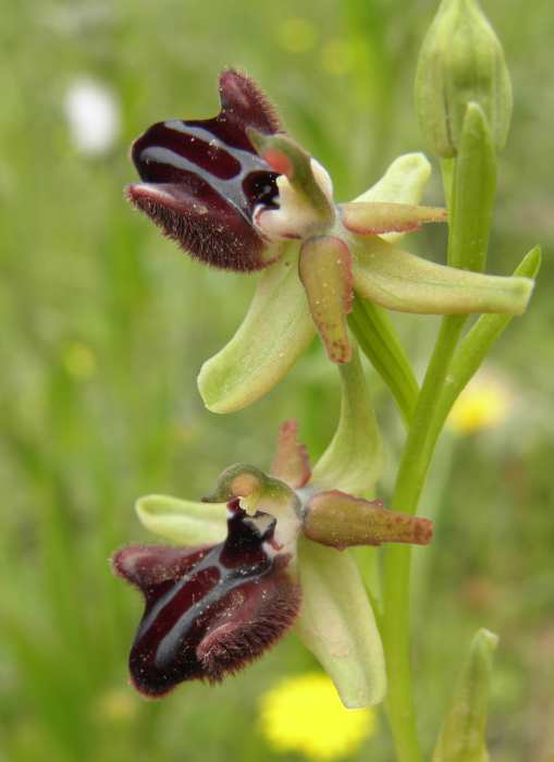 Ophrys lupercalis? (Sicilia)